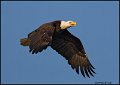 _0SB0590 american bald eagle